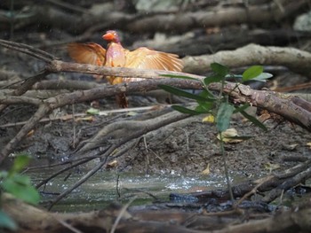 Ruddy Kingfisher(bangsi) Miyako Island Fri, 7/15/2022