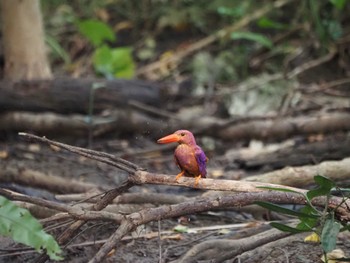 リュウキュウアカショウビン 宮古島(沖縄県) 2022年7月15日(金)