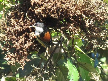 Rufous-backed Sibia タイ北部 Unknown Date