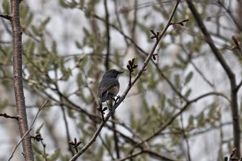 Red-flanked Bluetail 旭山公園 Sat, 4/28/2018