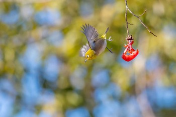 Warbling White-eye Akashi Park Tue, 1/2/2018