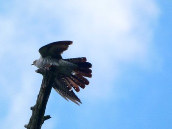 Common Cuckoo Senjogahara Marshland Sat, 6/4/2022