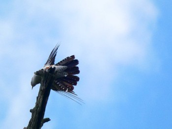 Common Cuckoo Senjogahara Marshland Sat, 6/4/2022