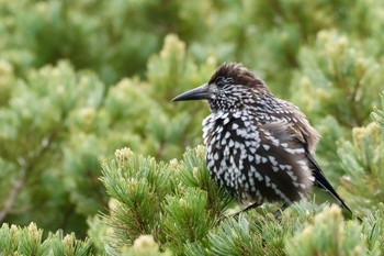 Spotted Nutcracker 北アルプス Thu, 7/14/2022