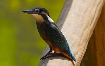 カワセミ 佐竹公園(大阪府吹田市) 2022年7月20日(水)