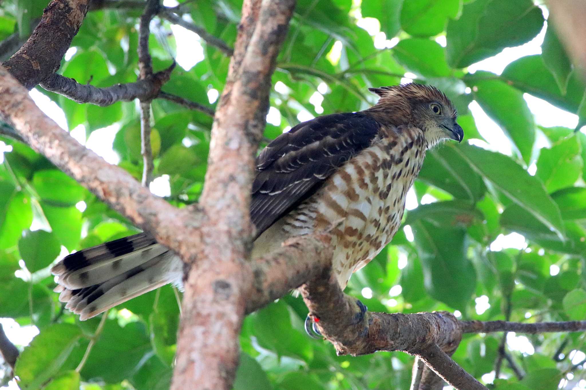 Crested Goshawk