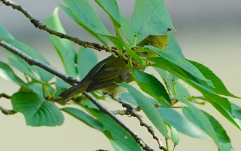 2022年7月20日(水) 佐竹公園(大阪府吹田市)の野鳥観察記録