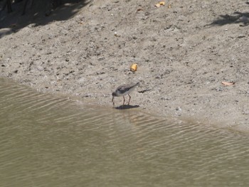 Grey-tailed Tattler Miyako Island Thu, 7/14/2022