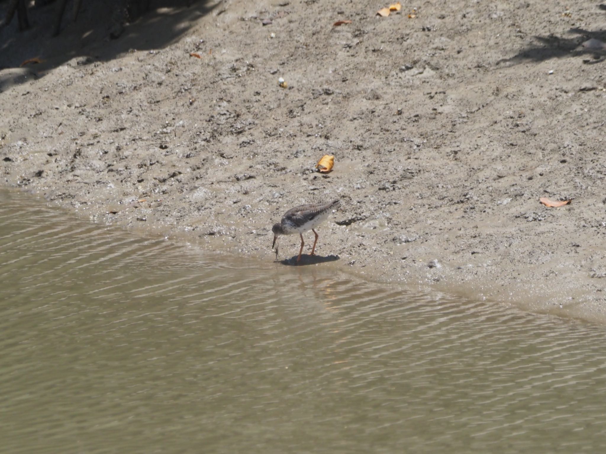 Grey-tailed Tattler