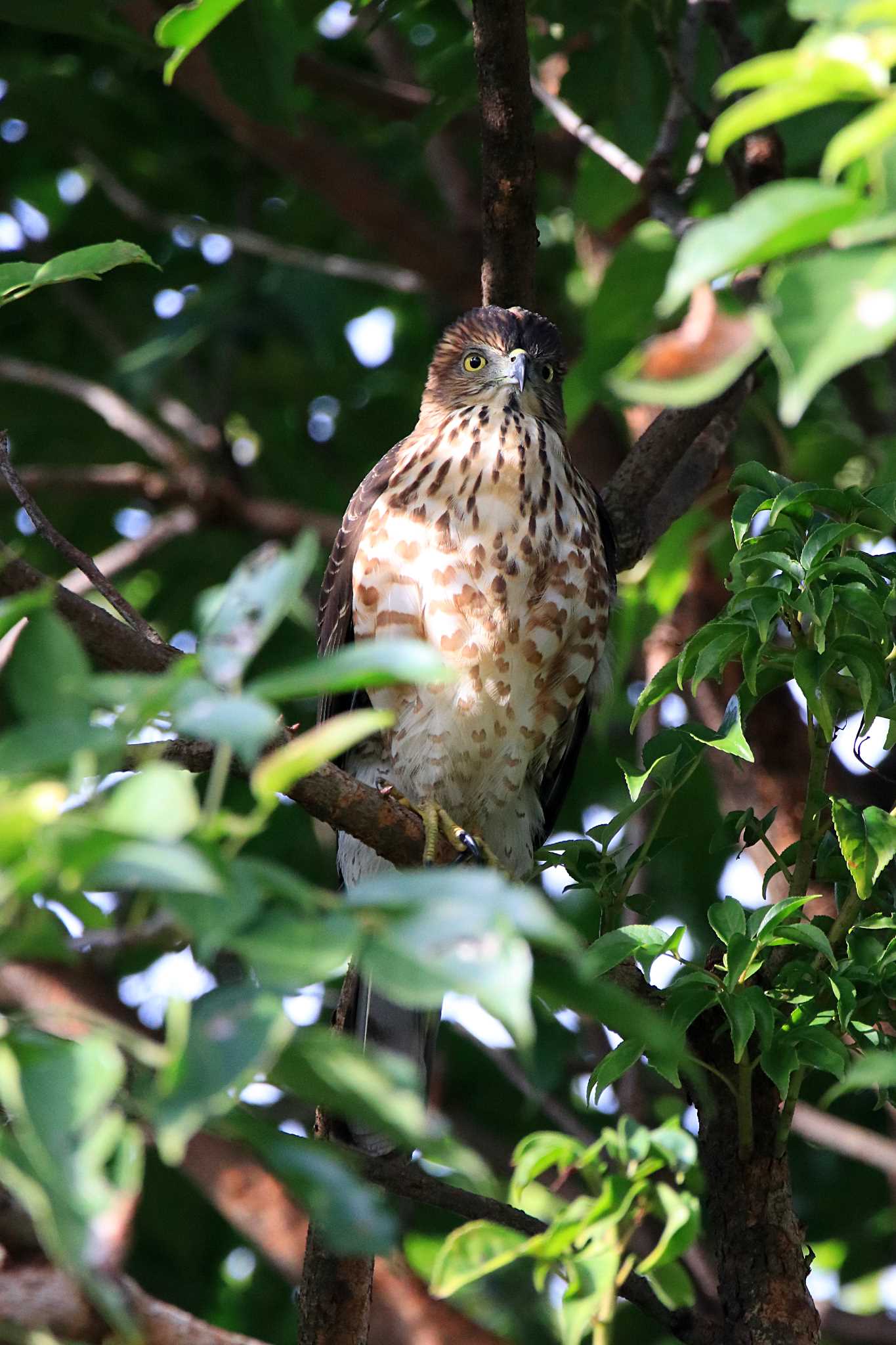 Crested Goshawk