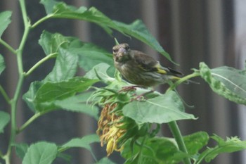 Grey-capped Greenfinch Unknown Spots Sat, 7/2/2022