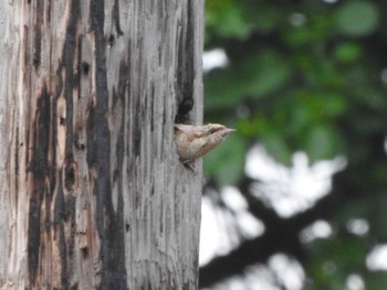 2022年7月12日(火) 音更町 自宅近くの野鳥観察記録