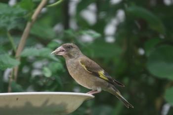 Grey-capped Greenfinch Unknown Spots Sat, 7/2/2022