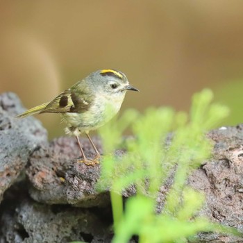 2022年7月20日(水) 奥庭荘(富士山)の野鳥観察記録