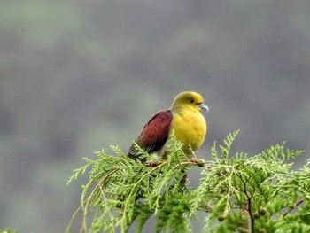 2022年7月17日(日) 曽爾高原の野鳥観察記録