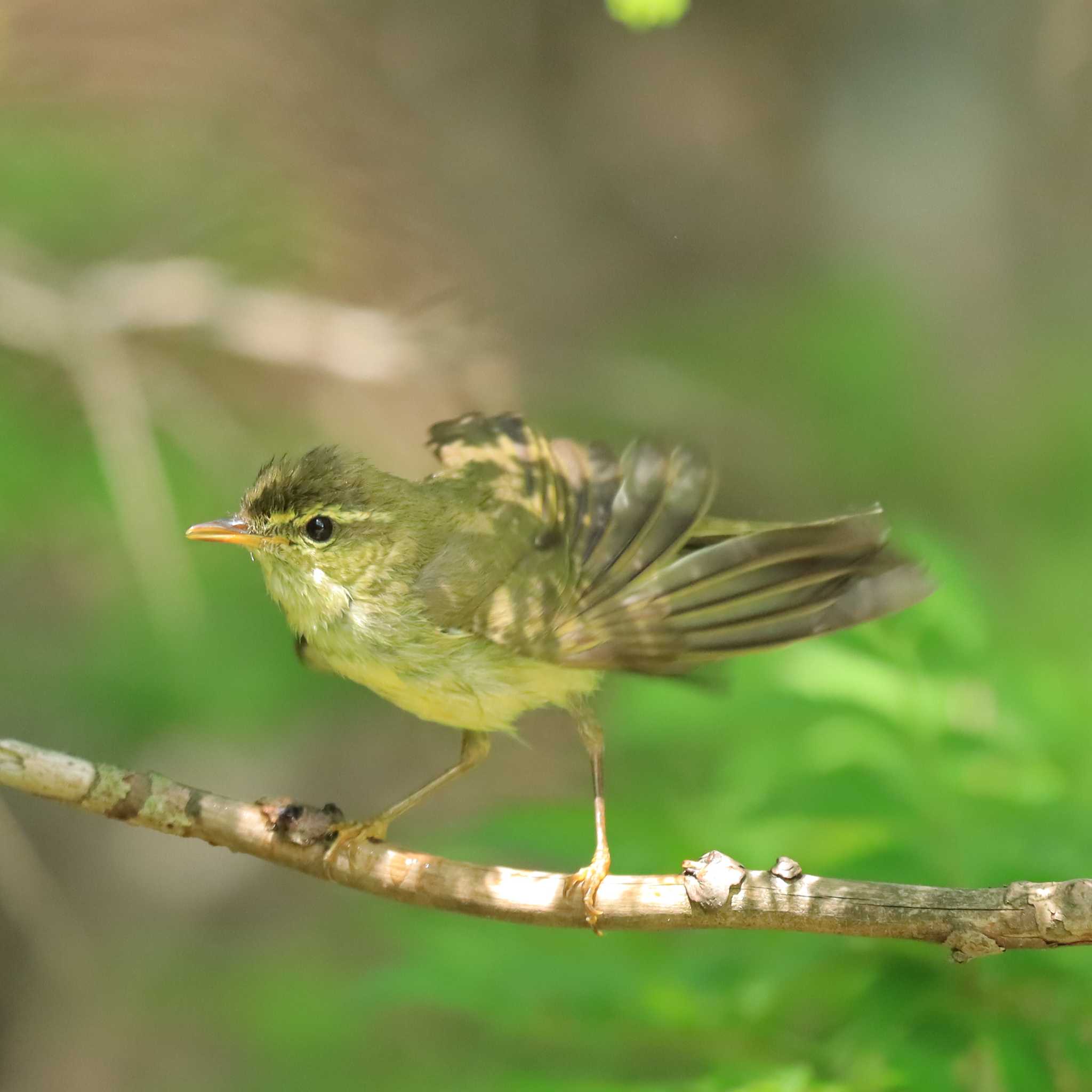 Photo of Japanese Leaf Warbler at Okuniwaso(Mt. Fuji) by ノッポさん