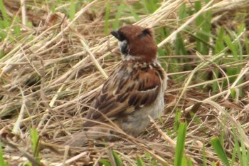 Eurasian Tree Sparrow 福岡県 Mon, 7/18/2022