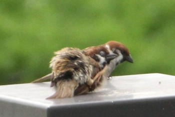 Eurasian Tree Sparrow 福岡県 Mon, 7/18/2022