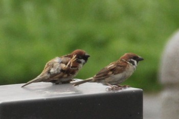 Eurasian Tree Sparrow 福岡県 Mon, 7/18/2022