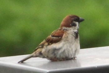 Eurasian Tree Sparrow 福岡県 Mon, 7/18/2022