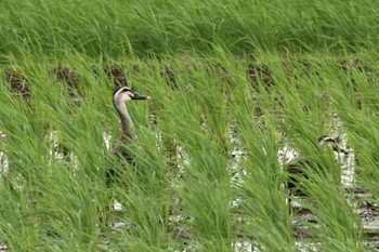 Unknown Species 福岡県 Mon, 7/18/2022