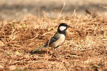 シジュウカラ 三ツ池公園(横浜市鶴見区) 2018年1月16日(火)