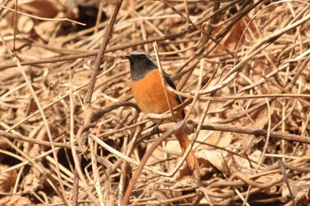 Daurian Redstart Mitsuike Park Tue, 1/16/2018