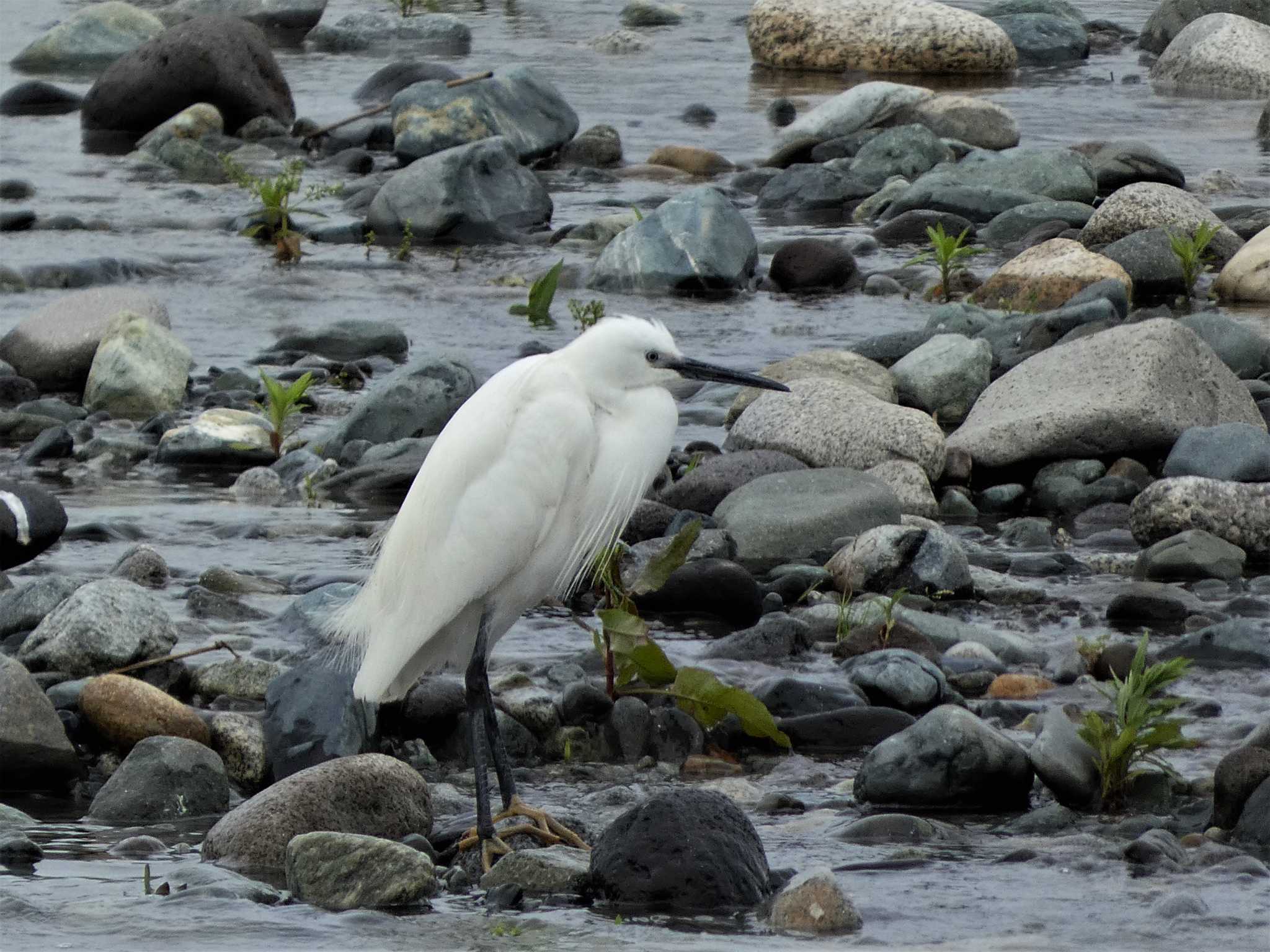 Photo of Little Egret at 酒匂川河口 by koshi