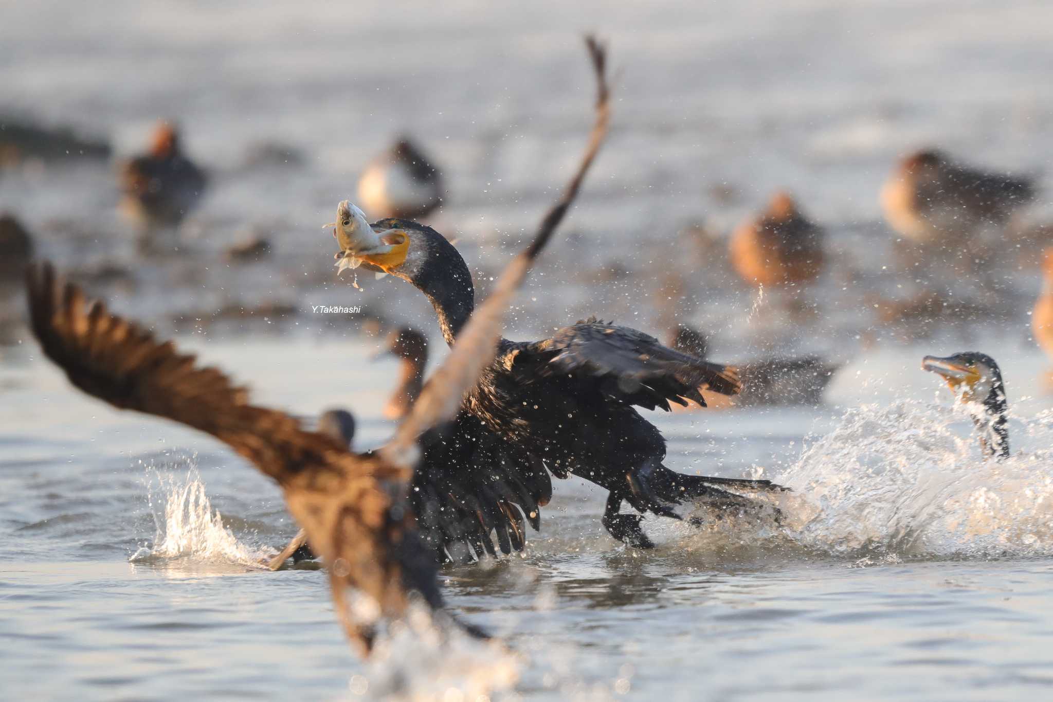 中国広東省 カワウの写真 by 八丈 鶫