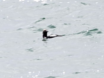 Pacific Loon 根室車石 在庫から Mon, 5/10/2021