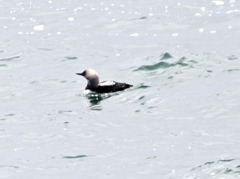 Pacific Loon 根室車石 在庫から Mon, 5/10/2021