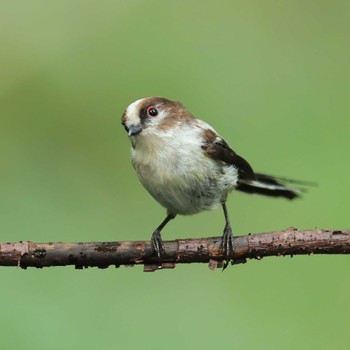 2022年7月21日(木) 権現山(弘法山公園)の野鳥観察記録