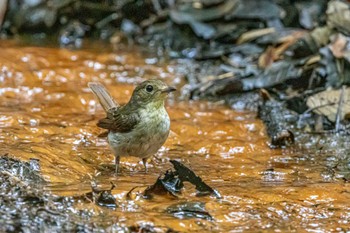 キビタキ 金ヶ崎公園(明石市) 2022年7月6日(水)