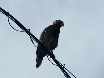 Crested Serpent Eagle Iriomote Island(Iriomotejima) Sat, 7/22/2017