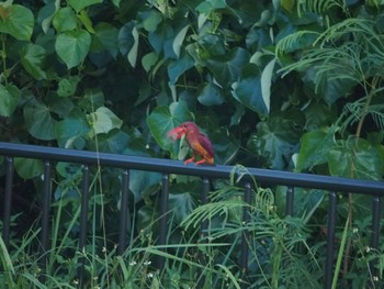 2017年7月21日(金) 西表島の野鳥観察記録