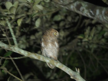 Ryukyu Scops Owl Iriomote Island(Iriomotejima) Fri, 7/21/2017