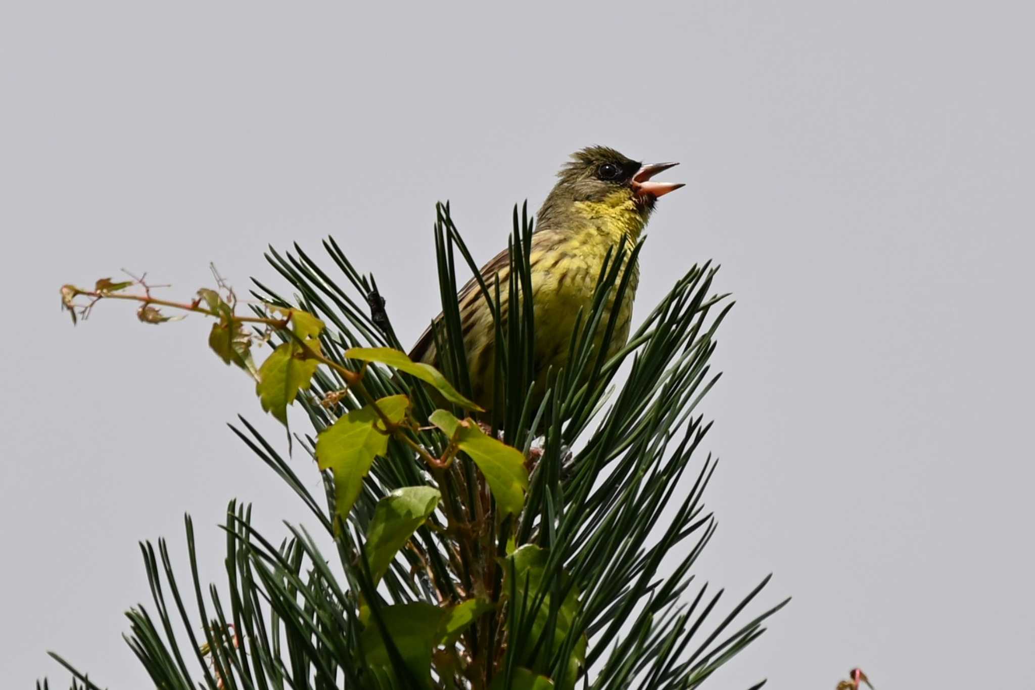 Photo of Masked Bunting at 百合ガ原公園 by 青カエル🐸