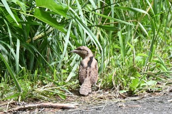 Eurasian Wryneck 百合ガ原公園 Thu, 7/21/2022