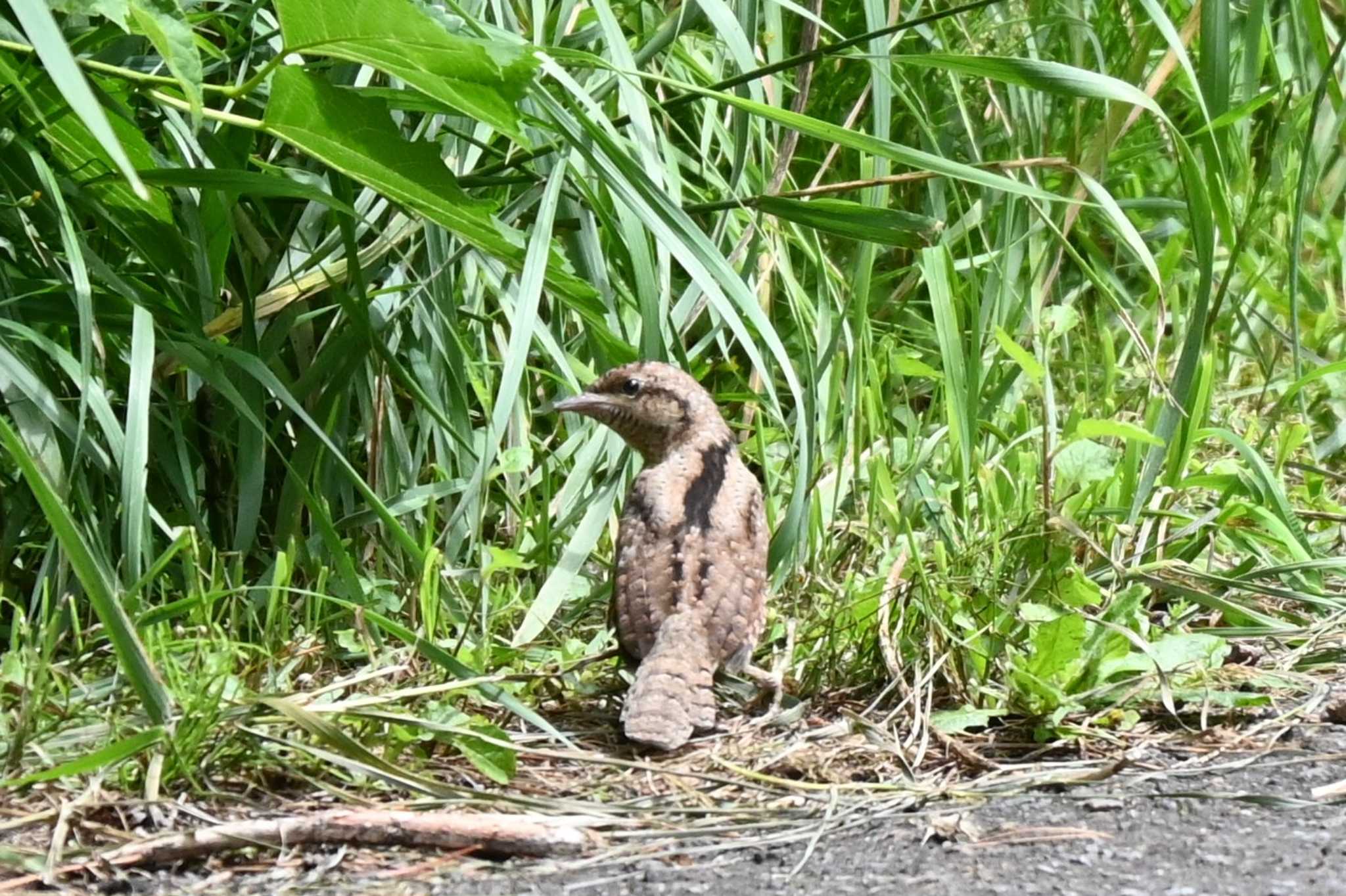 Photo of Eurasian Wryneck at 百合ガ原公園 by 青カエル🐸