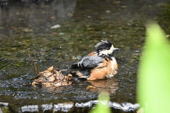 Varied Tit 百合ガ原公園 Thu, 7/21/2022