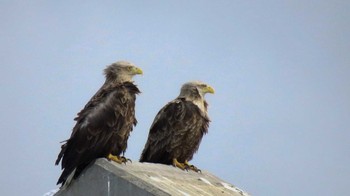 オジロワシ 旭川市新川 2014年3月15日(土)