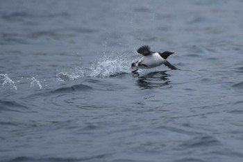 Sat, 7/2/2022 Birding report at Teuri Island