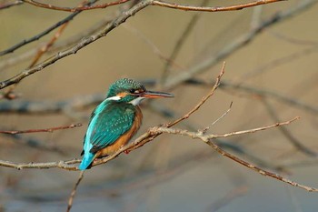 カワセミ 場所が不明 2018年1月16日(火)