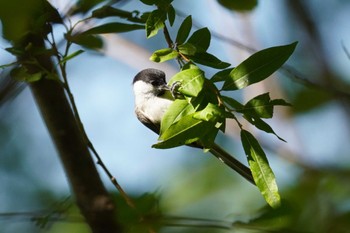 ハシブトガラ 旭山記念公園 2022年7月10日(日)