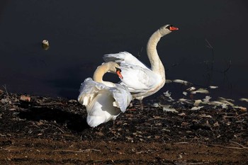 Mute Swan Unknown Spots Fri, 1/12/2018