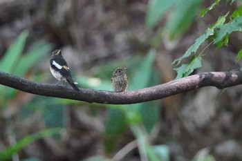 キビタキ 旭山記念公園 2022年7月10日(日)