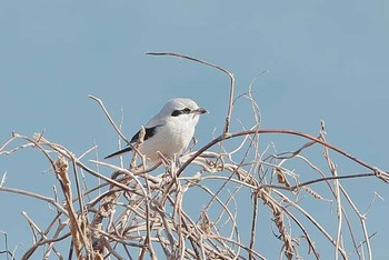 Great Grey Shrike