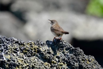 シマセンニュウ 利尻島 2022年6月20日(月)