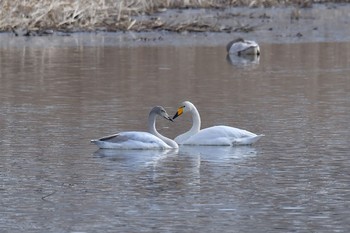 オオハクチョウ 群馬県 2018年1月16日(火)