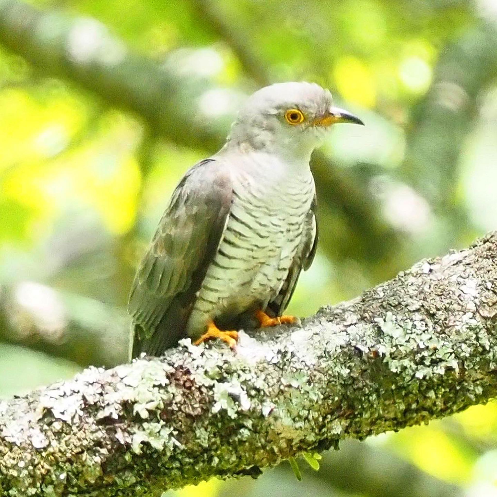 Photo of Common Cuckoo at 屏風岩公苑 by みーちゃん